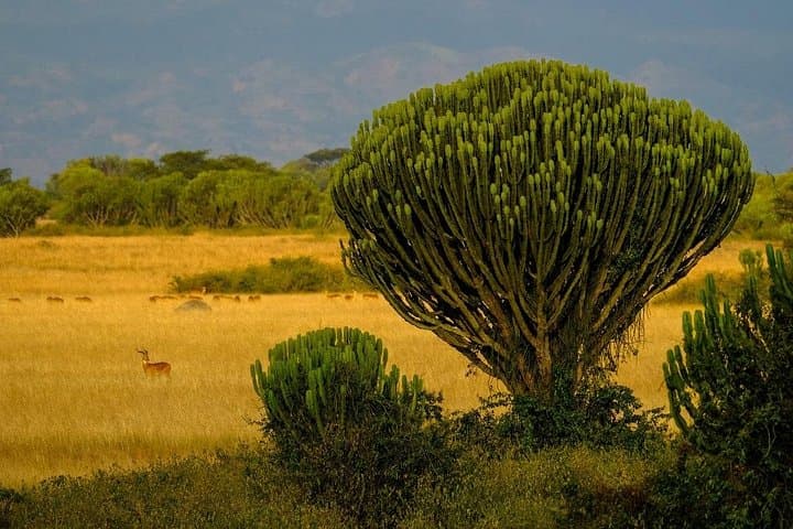 3-Day Lake Mburo Safari: Birding, Boat Cruise & Game Drives from Kampala photo 4