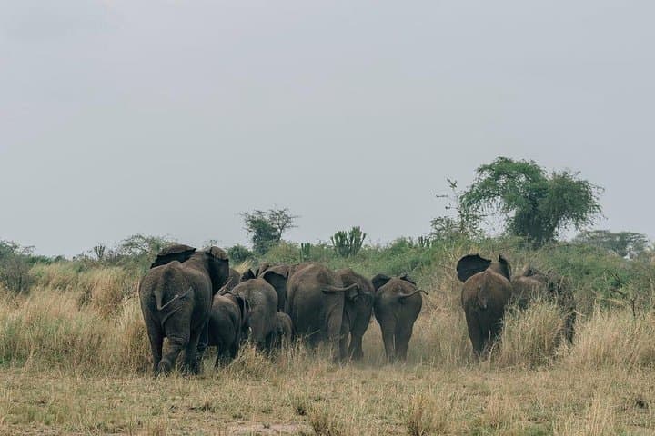 3-Day Murchison Falls Safari: Big Five Game Drives & Nile Boat Cruise