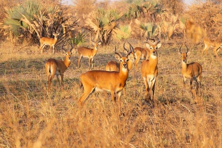 3-Day Murchison Falls Safari: Big Five Game Drives & Nile Boat Cruise photo 2