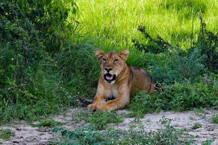 3-Day Murchison Falls Safari: Big Five Game Drives & Nile Boat Cruise photo 3