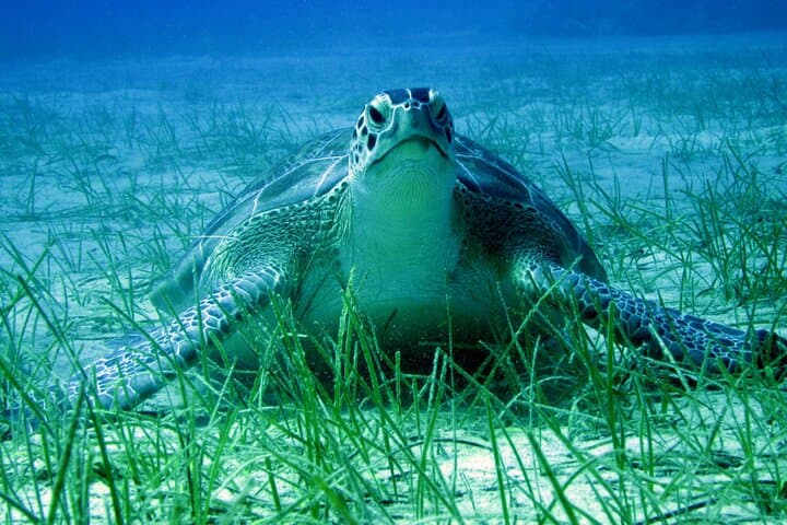 Private Discovery Scuba Dive with Photos, Video & Hotel Pickup in Protaras photo 3