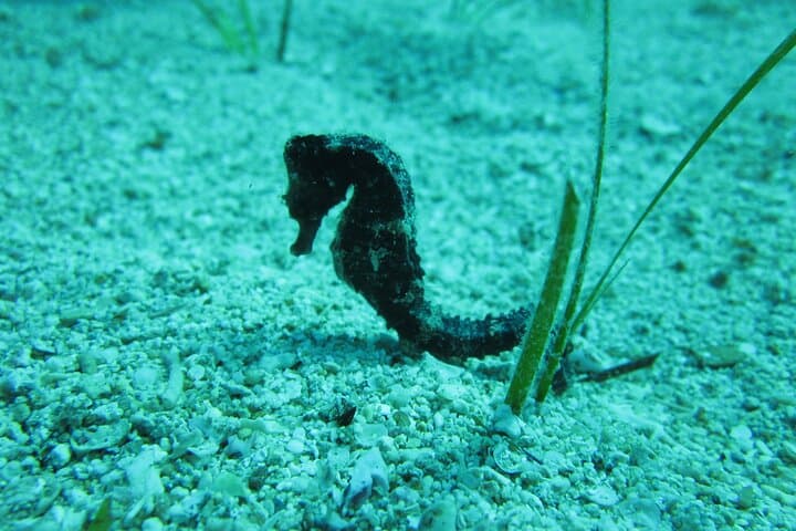 Private Discovery Scuba Dive with Photos, Video & Hotel Pickup in Protaras photo 4