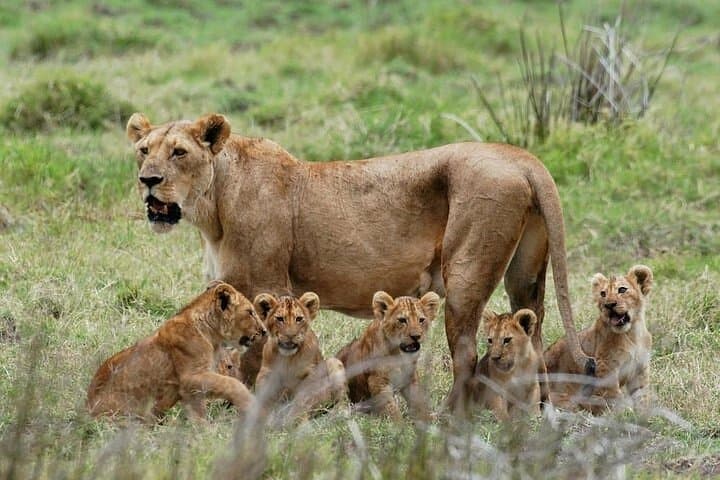 Mikumi National Park Day Safari: Fly-in Game Drive from Zanzibar