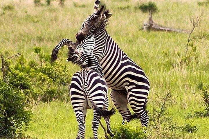 Mikumi National Park Day Safari: Fly-in Game Drive from Zanzibar photo 2