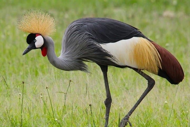 Mikumi National Park Day Safari: Fly-in Game Drive from Zanzibar photo 3