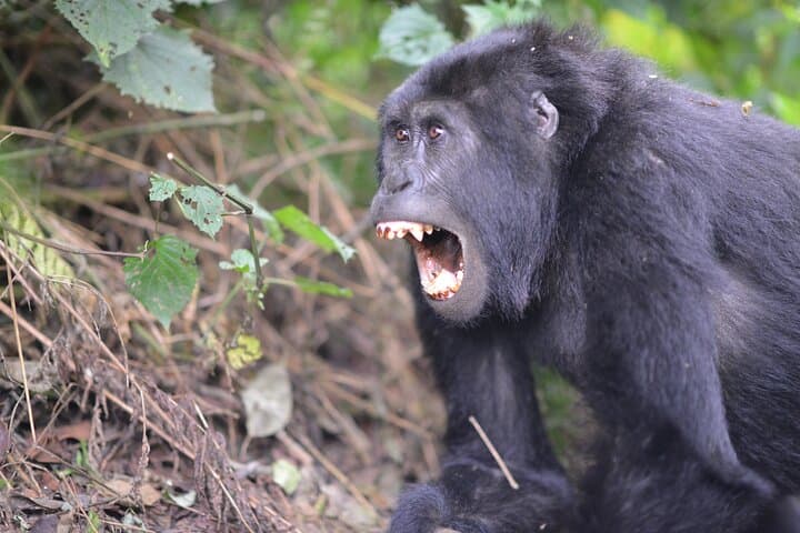 3-Day Bwindi Gorilla Trek: Close Encounters in Uganda's Impenetrable Forest