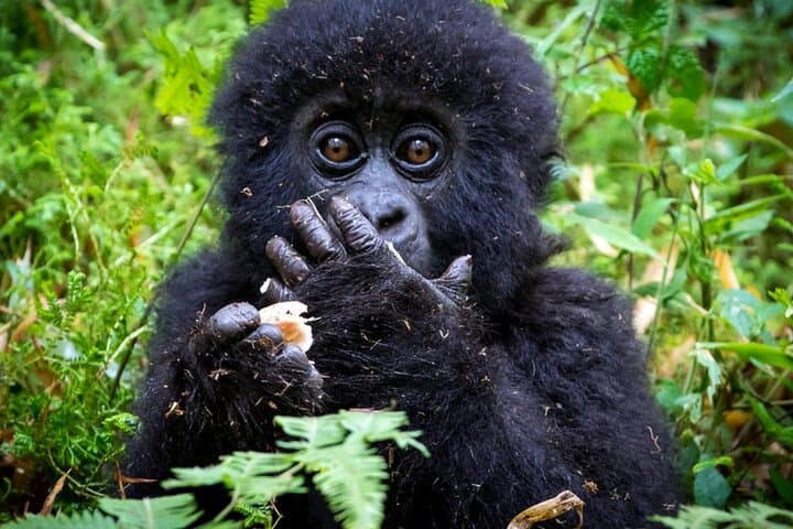 3-Day Bwindi Gorilla Trek: Close Encounters in Uganda's Impenetrable Forest photo 2