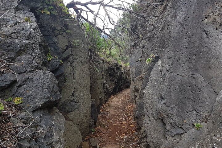 Levada Nova Tabua Half-Day Walk — Guided Levada Hike in Madeira photo 5
