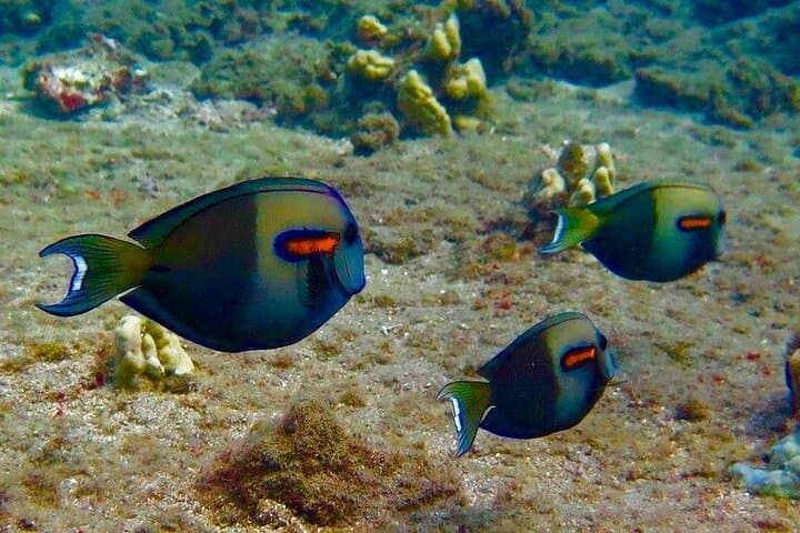 Kapalua Bay Eco Sea Scooter Tour — Snorkel with Turtles and GoPro photo 5