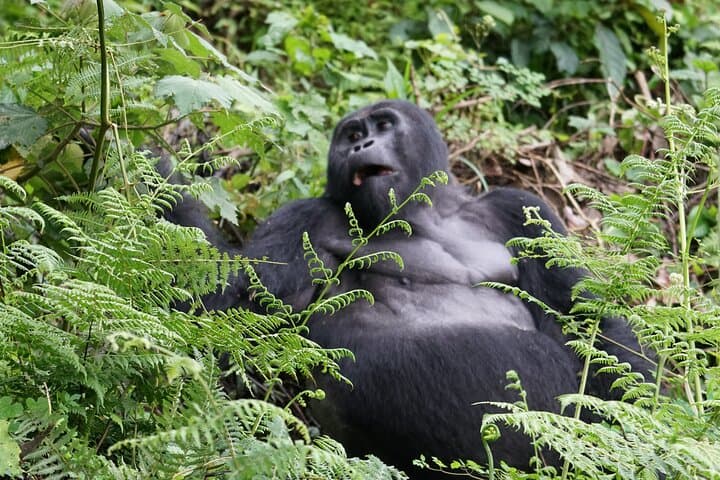 7-Day Private Gorilla Tracking & Wildlife Safari from Entebbe — Bwindi, Queen Elizabeth & Lake Mburo photo 4