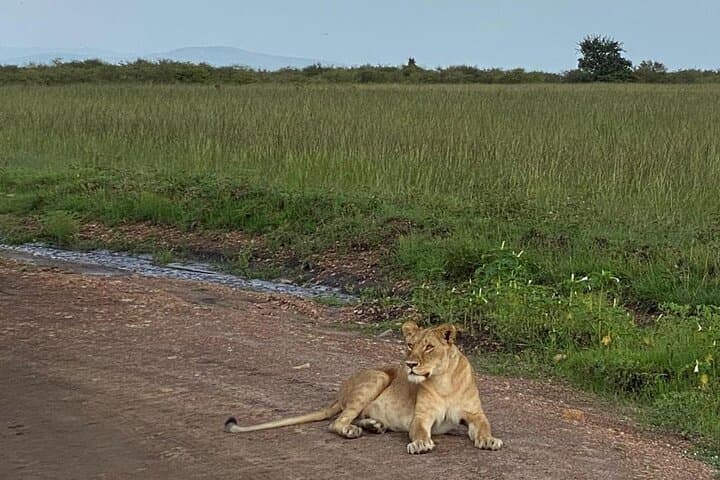 Layover Safari: Nairobi National Park & Giraffe Centre in a Single Visit