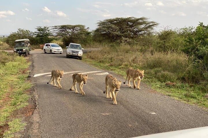 Layover Safari: Nairobi National Park & Giraffe Centre in a Single Visit photo 2