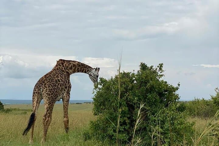 Layover Safari: Nairobi National Park & Giraffe Centre in a Single Visit photo 3