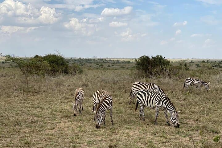 Layover Safari: Nairobi National Park & Giraffe Centre in a Single Visit photo 4