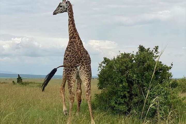 Layover Safari: Nairobi National Park & Giraffe Centre in a Single Visit photo 5