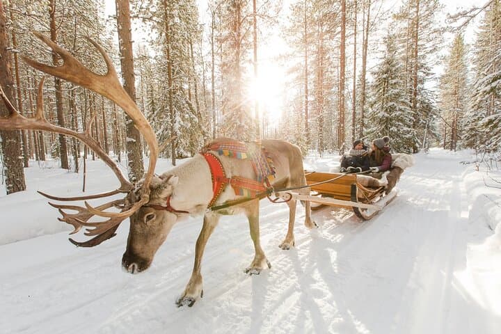 Reindeer Sleigh Ride & Farm Experience in Rovaniemi photo 4