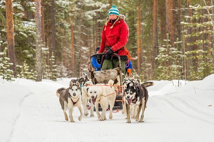 Rovaniemi Snowmobile, Reindeer & Husky Day Tour — Arctic Tracks and Animal Encounters photo 5