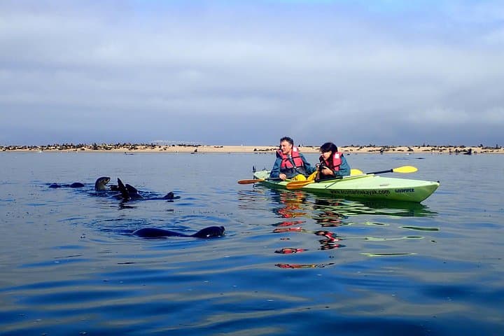Seal Kayak Adventure at Pelican Point, Walvis Bay — Half-Day Wildlife Kayaking photo 2