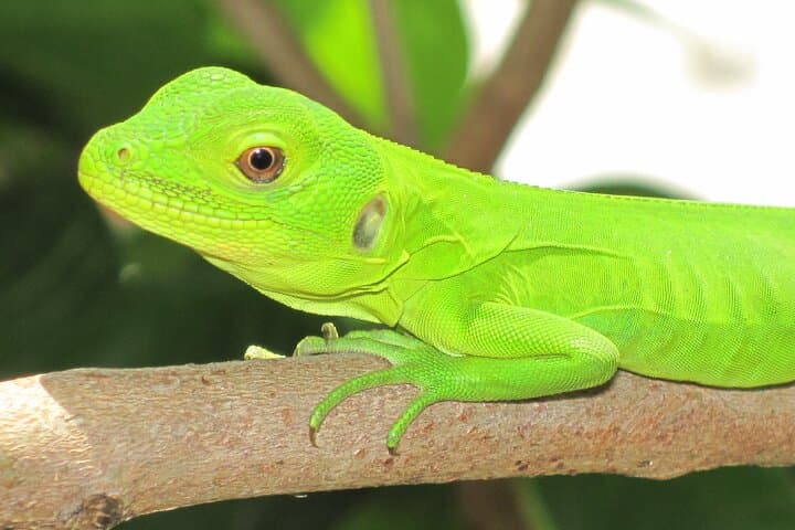 Coastal Wildlife Eco Tour: Ventanilla Mangroves, Mazunte & Zipolite from Huatulco photo 4