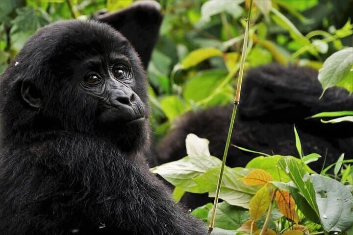 3-Day Gorilla Trekking Bwindi and Lake Bunyonyi Safari, Uganda photo 3