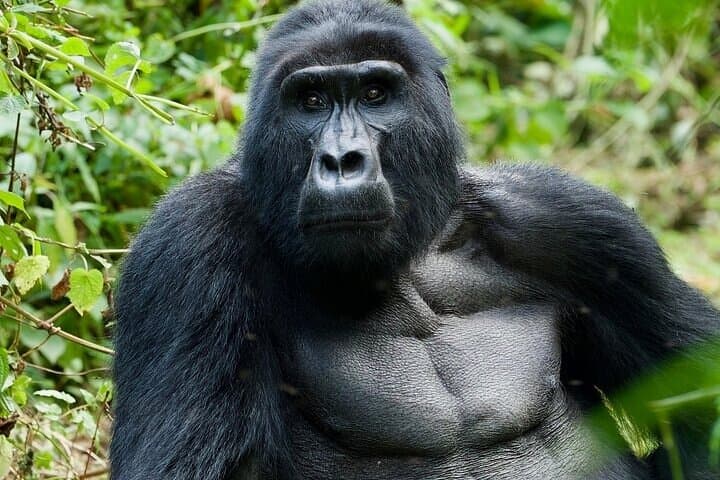 3-Day Gorilla Trekking Bwindi and Lake Bunyonyi Safari, Uganda photo 5