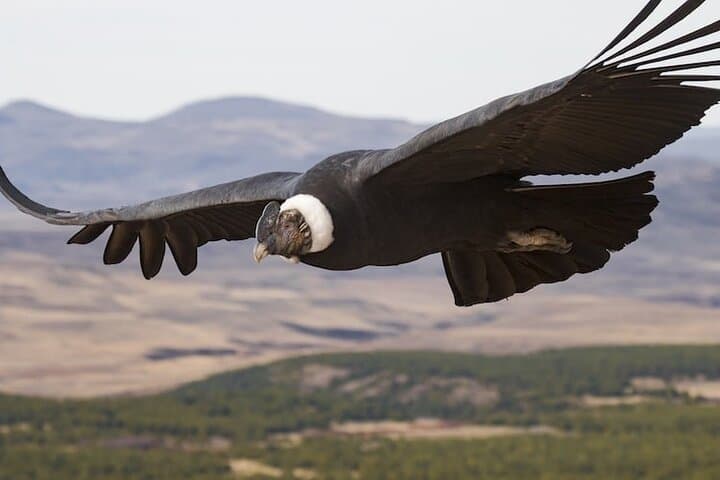 Antisana Full-Day Birdwatching Tour — Condors, Hummingbirds & High-Andean Lagoons