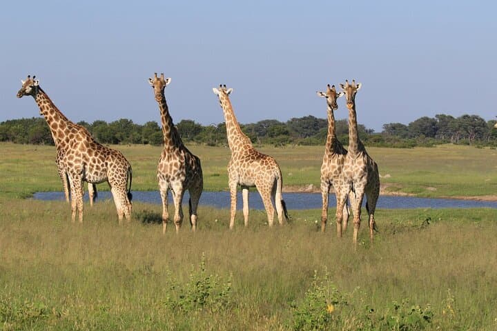 Livingstone Safari: Game Drive and Guided Rhino Walk in Mosi-oa-Tunya National Park photo 4