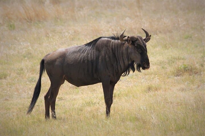 Livingstone Safari: Game Drive and Guided Rhino Walk in Mosi-oa-Tunya National Park photo 6