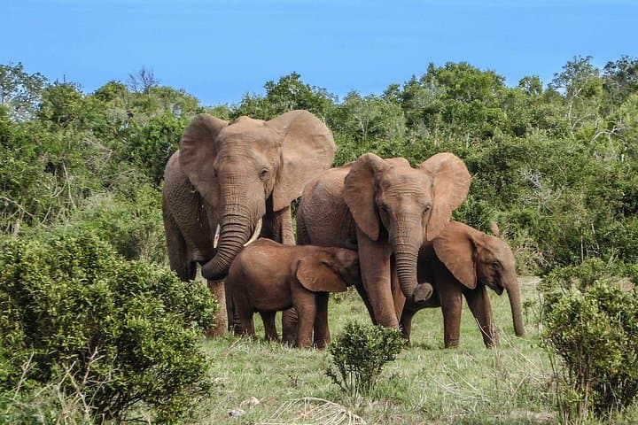 Murchison Falls Safari: Ziwa Rhino Tracking, Nile Boat Cruise & Hike to the Falls photo 2