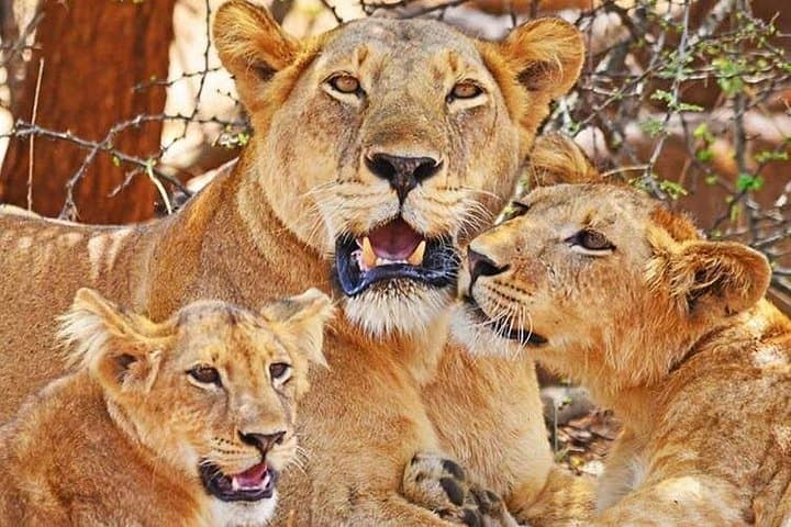Murchison Falls Safari: Ziwa Rhino Tracking, Nile Boat Cruise & Hike to the Falls photo 3