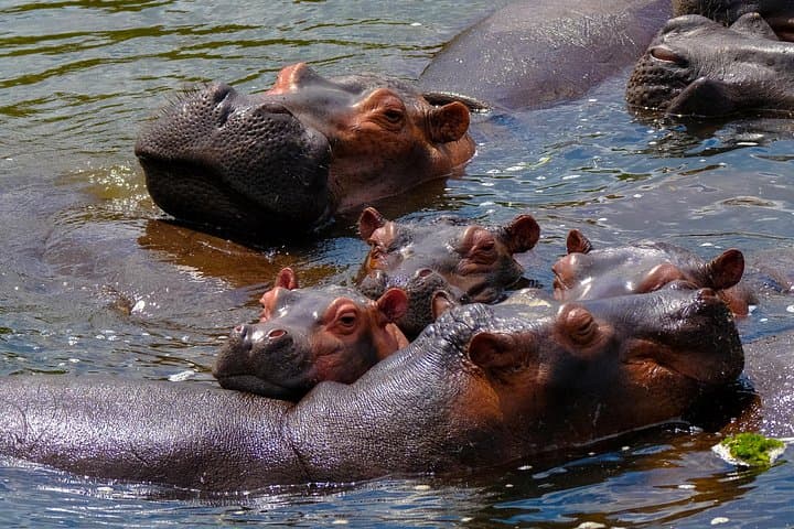 Murchison Falls Safari: Ziwa Rhino Tracking, Nile Boat Cruise & Hike to the Falls photo 4