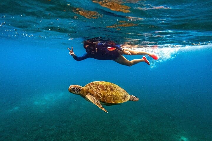 Koh Nang Yuan & Koh Tao 5-Point Snorkeling Tour — Shark Bay, Japanese Gardens & Mango Bay