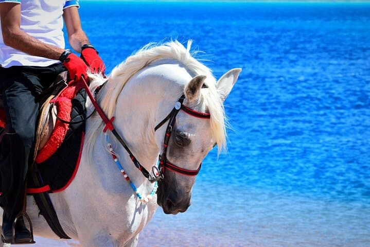 Private Transfer and Horse Safari in Sharm El Sheikh — Desert Ride from Your Hotel photo 6