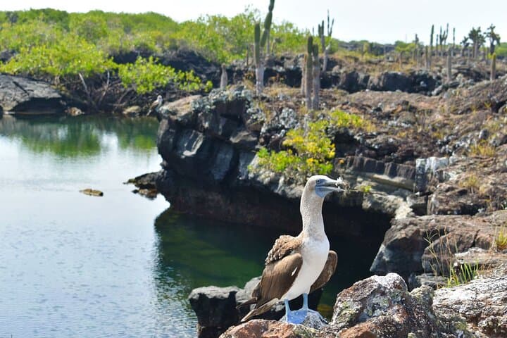 Cabo Rosa Tunnels Snorkel: Isabela Island Galápagos Wildlife Adventure photo 3