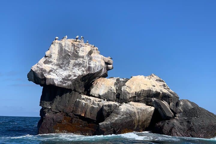Cabo Rosa Tunnels Snorkel: Isabela Island Galápagos Wildlife Adventure photo 4