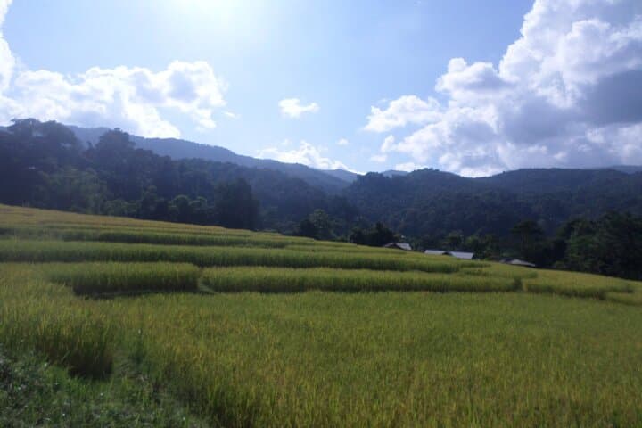 Doi Inthanon One-Day Trek: Kew Mae Pan Trail and Highest Peak Views photo 6