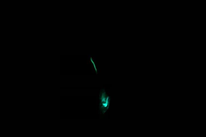 Glow Worm Sunset Cruise from Providenciales — Bioluminescent Night Cruise on the Caicos Banks photo 3