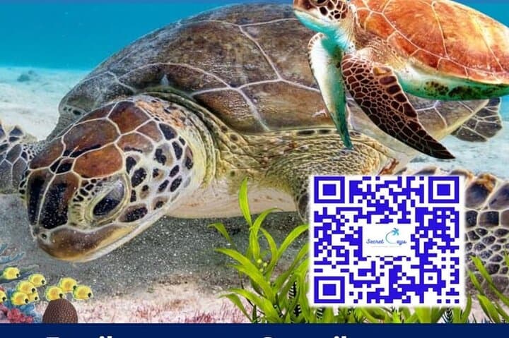 Private Nassau Charter: Snorkel, Swim with Turtles & Pigs, and Fish from a 35' Donzi photo 4