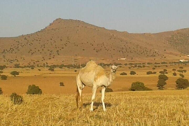 2-Day Sahara Desert Trip From Agadir: Legzira Arches, El Borj Dunes & Tighmert Oasis