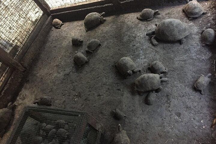 Prison Island, Stone Town & Spice Farm Private Tour — Full-Day Zanzibar Cultural and Coastal Experience photo 4