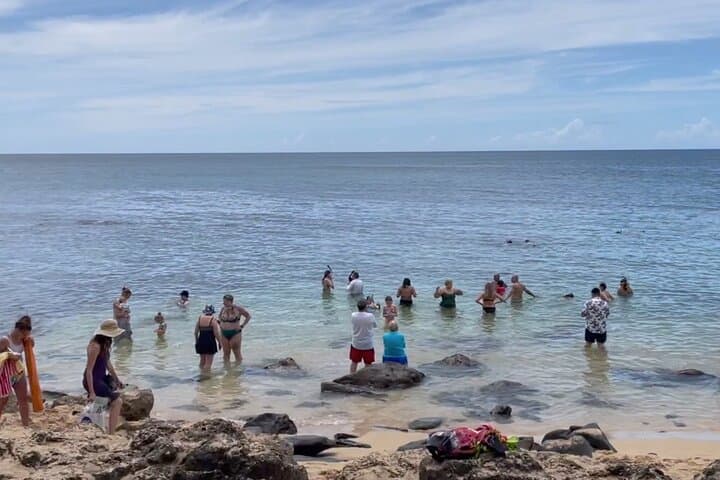 Oahu Circle-Island Day Tour: Swim with Turtles, Halona Blowhole & Dole Pineapple photo 5