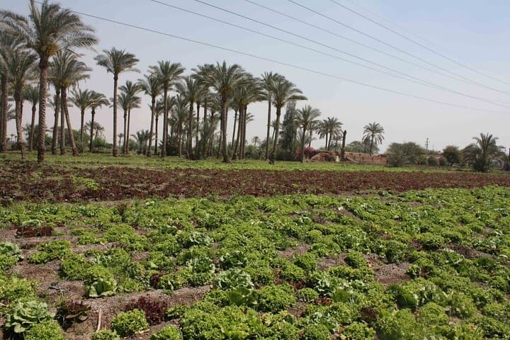 Half-Day Cairo Countryside Farm Tour & Traditional Breakfast with a Farming Family photo 3