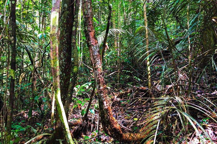 7-Day Amazon Deep Survival Trip to Amanã Lake — Jungle Camping & Canoeing photo 4