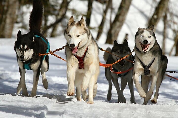 5-Day Private Arctic Adventure in Tromsø: Dog Sledding, Ice Domes & Northern Lights photo 3