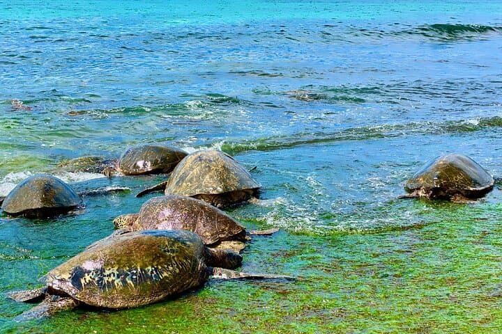 Oahu Circle-Island Day Tour: Swim with Turtles, Halona Blowhole & Dole Pineapple photo 2