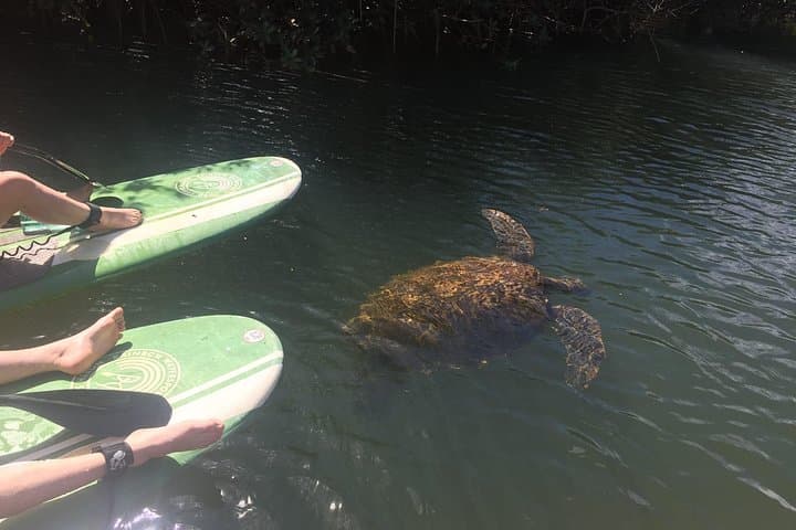 Sunset SUP in Haleiwa: Paddle with Hawaiian Green Sea Turtles at Dusk photo 4