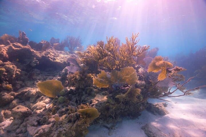 Key Largo Guided Shallow 2‑Tank Dive Trip for Certified Divers photo 3