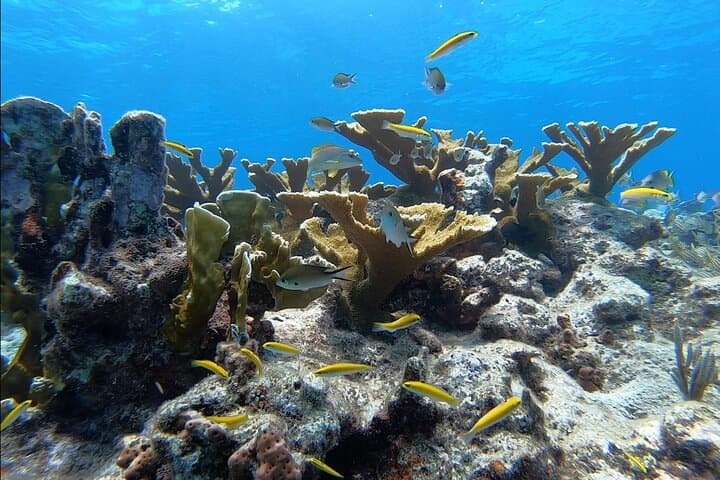 Key Largo Guided Shallow 2‑Tank Dive Trip for Certified Divers photo 4