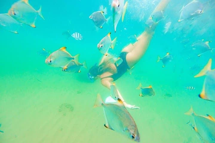 Gold Coast Morning Kayak and Snorkel to Wavebreak Island — Dolphins, Fish & Breakfast photo 4