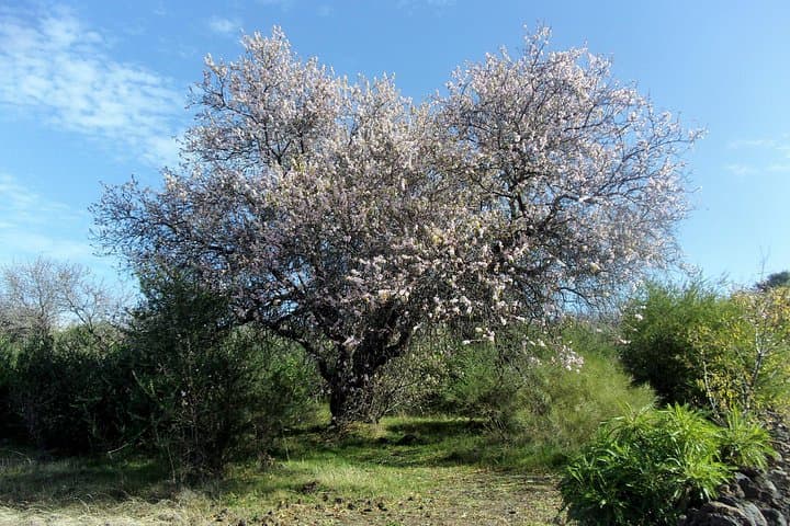 Almond Blossom Trail, Tenerife: Full-Day Walk Through Bloom and Lava photo 2